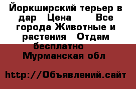 Йоркширский терьер в дар › Цена ­ 1 - Все города Животные и растения » Отдам бесплатно   . Мурманская обл.